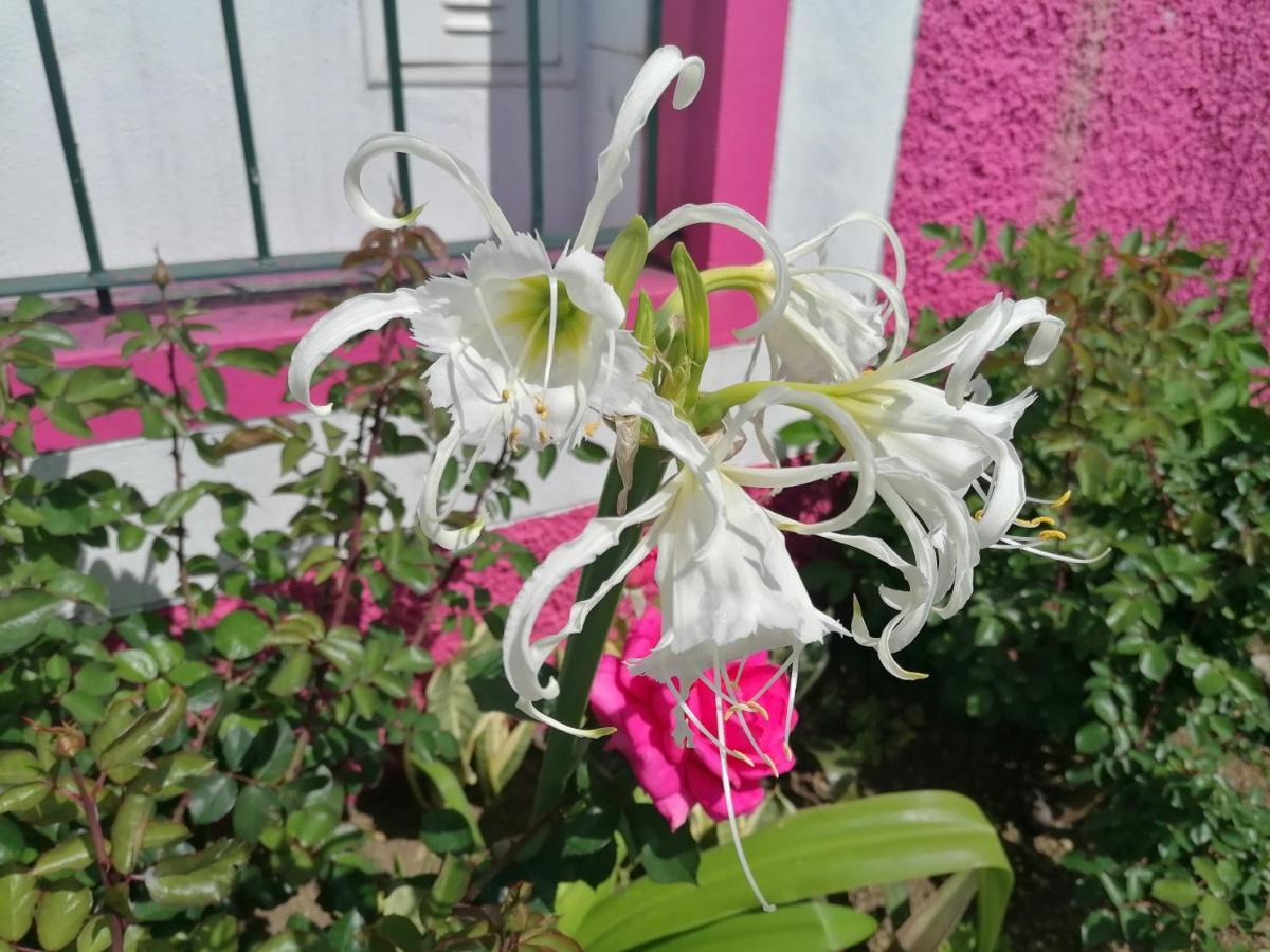 Westerland House Ribeira Brava Exterior foto