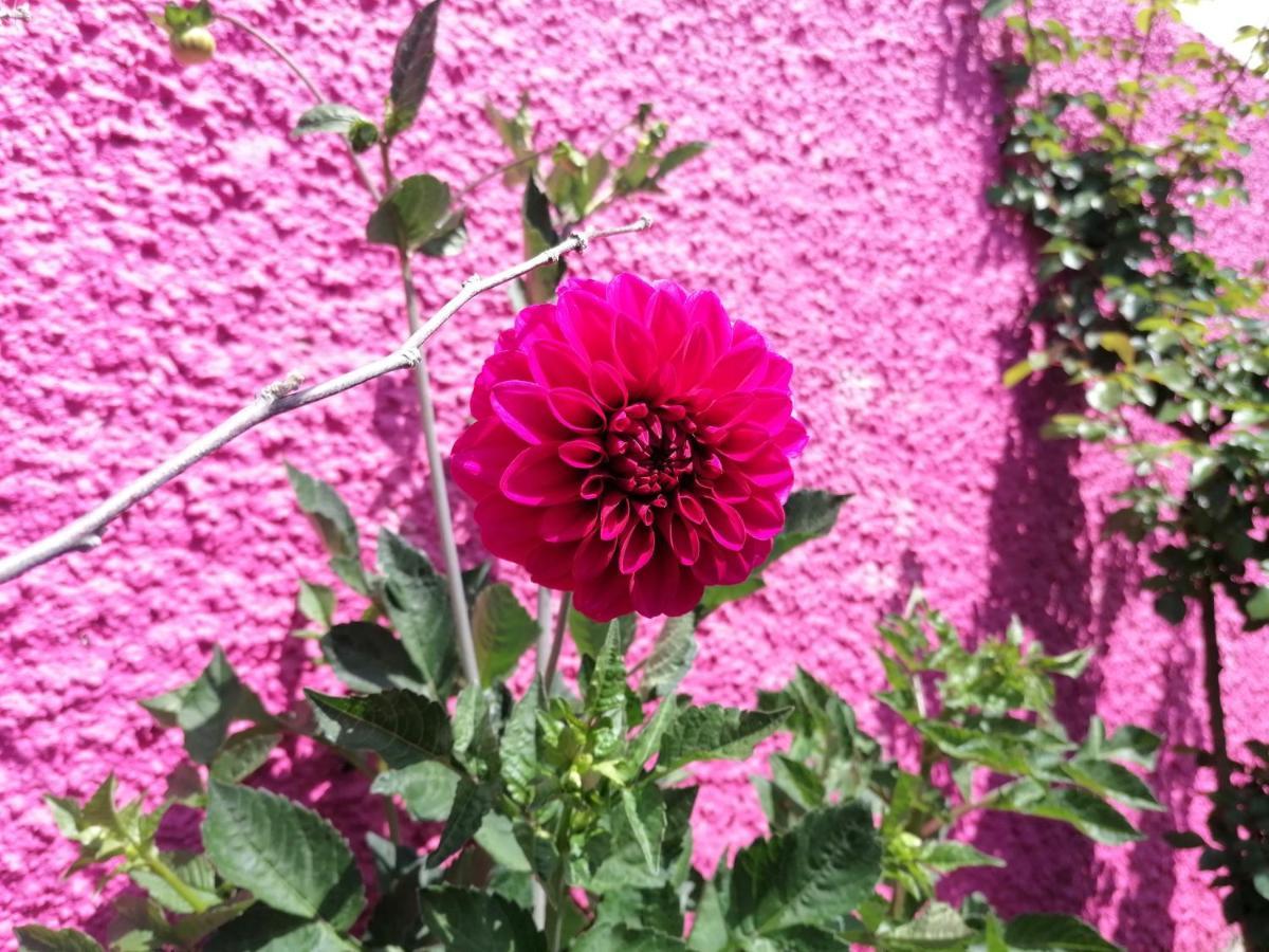 Westerland House Ribeira Brava Exterior foto